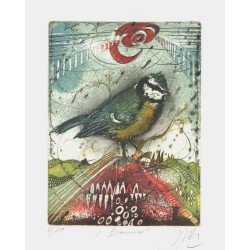 Blaumeise | Udo Nolte